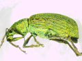 Polydrusus formosus